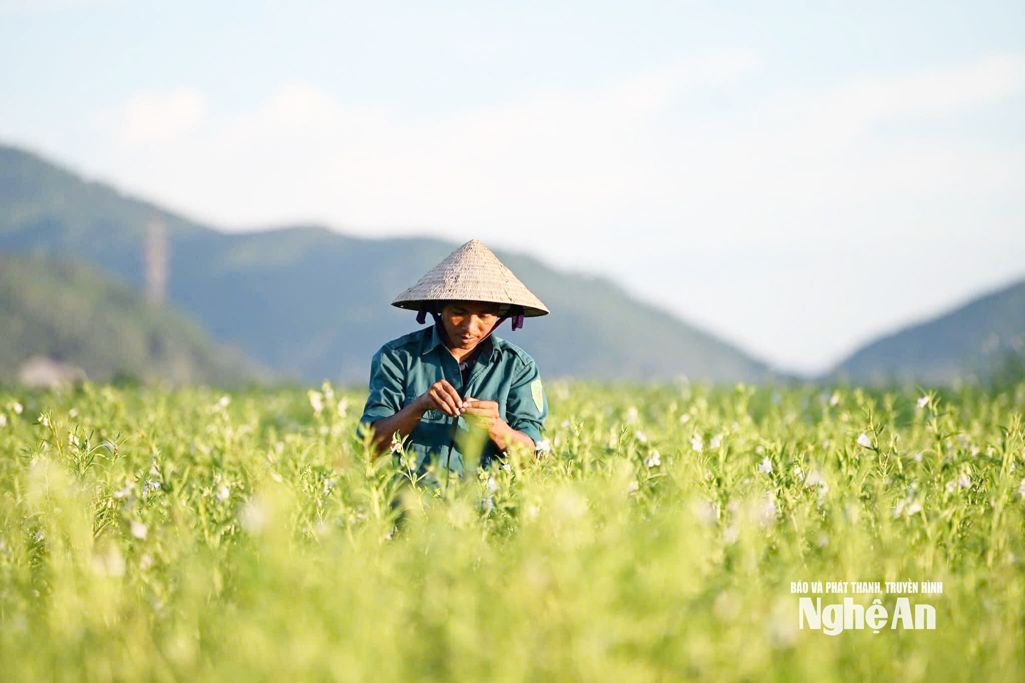 Anh Trần Văn Tuấn kiểm tra chất lượng vừng