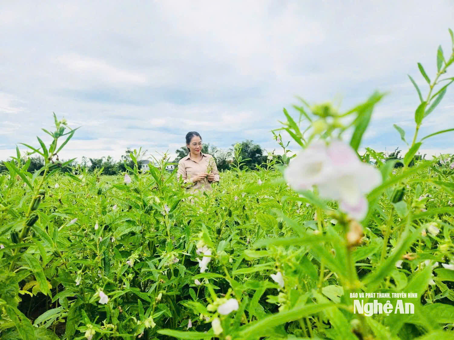 Cánh đồng vừng Lam Thành thu hút nhiều người dân đến tham quan, chụp ảnh. Ảnh TT