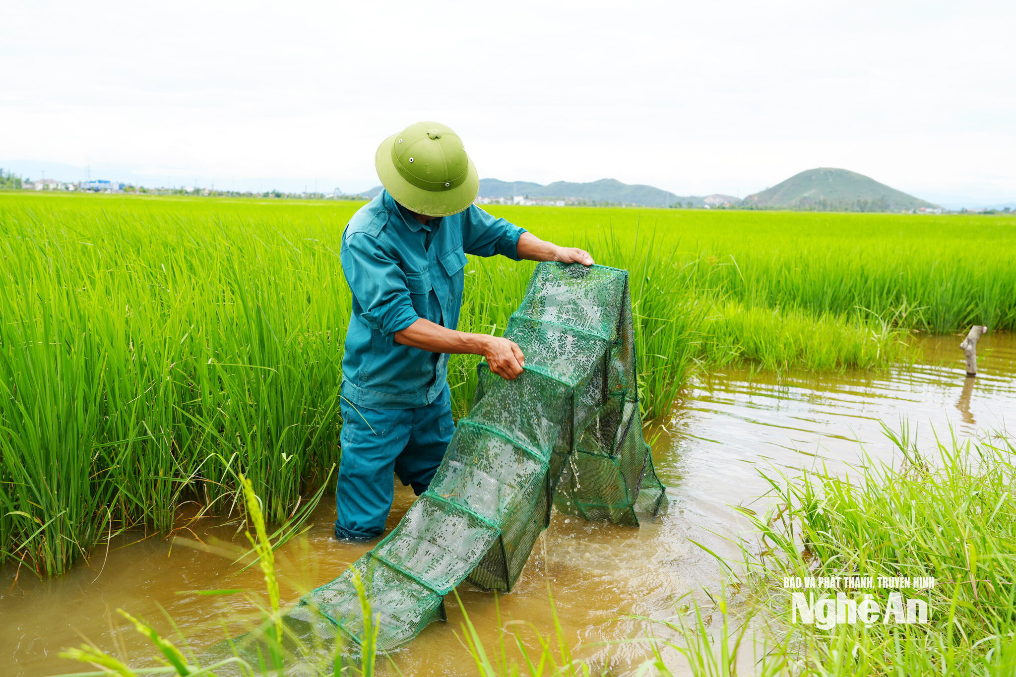 Dọc bờ ruộng, Tuấn trừ ra khoảng 1-1,5 m rồi đào sâu hơn mặt ruộng để tạo thành hệ thống mương để cấp nước nhanh, rút nước nhanh và tận thu cá, cua, ốc; Ảnh TP