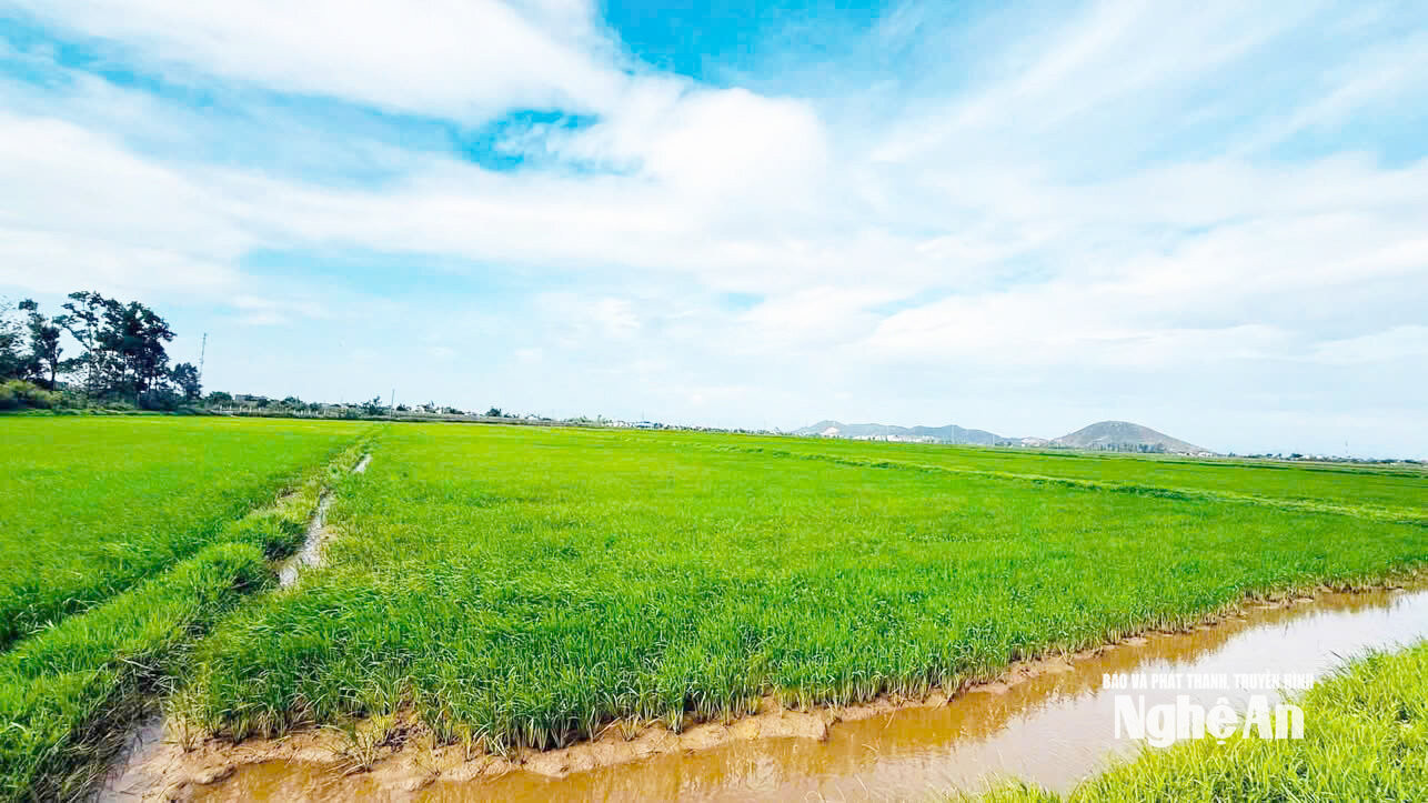 Không chỉ đưa hơn 3,5 ha đất vùng bãi vào trồng vừng, Tuấn còn mượn gần 20 ha ruộng bỏ hoang ở Lam Thành để trồng lúa ST25. Ảnh KL