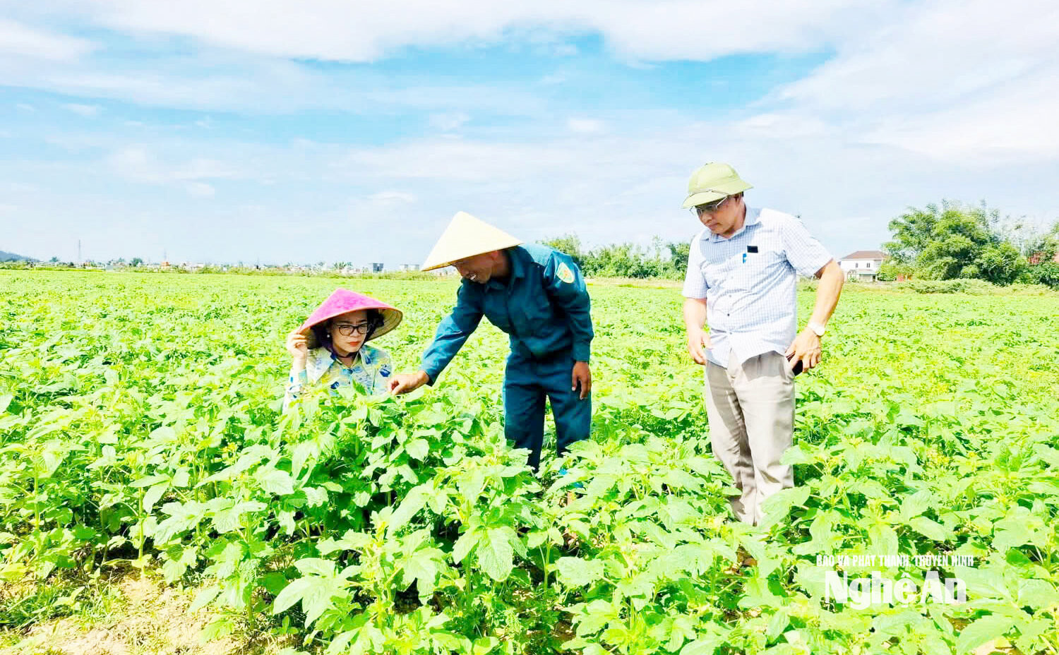 Lãnh đạo xã Lam Thành thăm cánh đồng vừng của nông dân Trần Văn Tuấn
