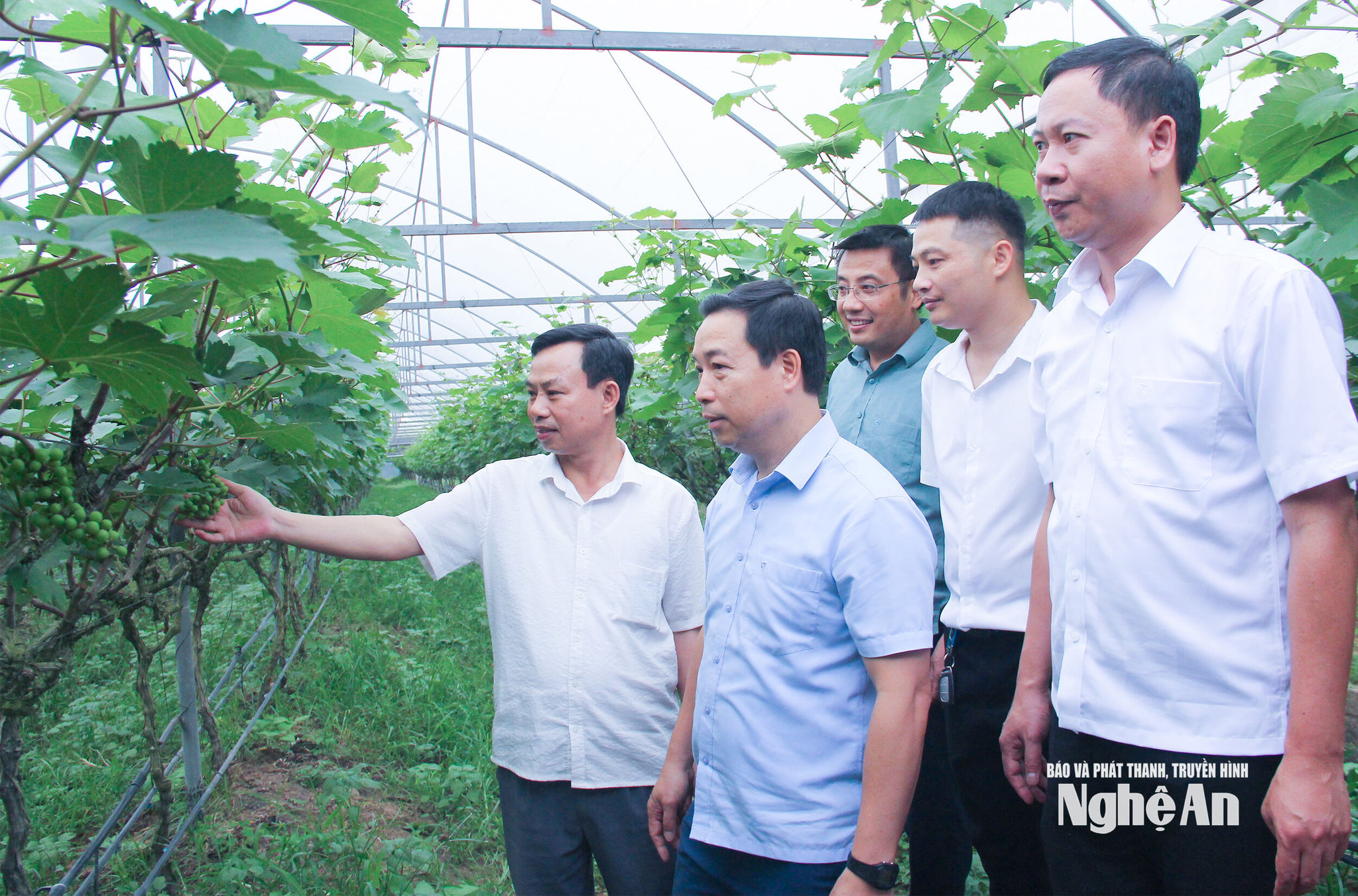  Lãnh đạo xã Đông Hiếu khảo sát, đánh giá mô hình sản xuất nông nghiệp công nghệ cao trên địa bàn. Ảnh Mai Hoa
