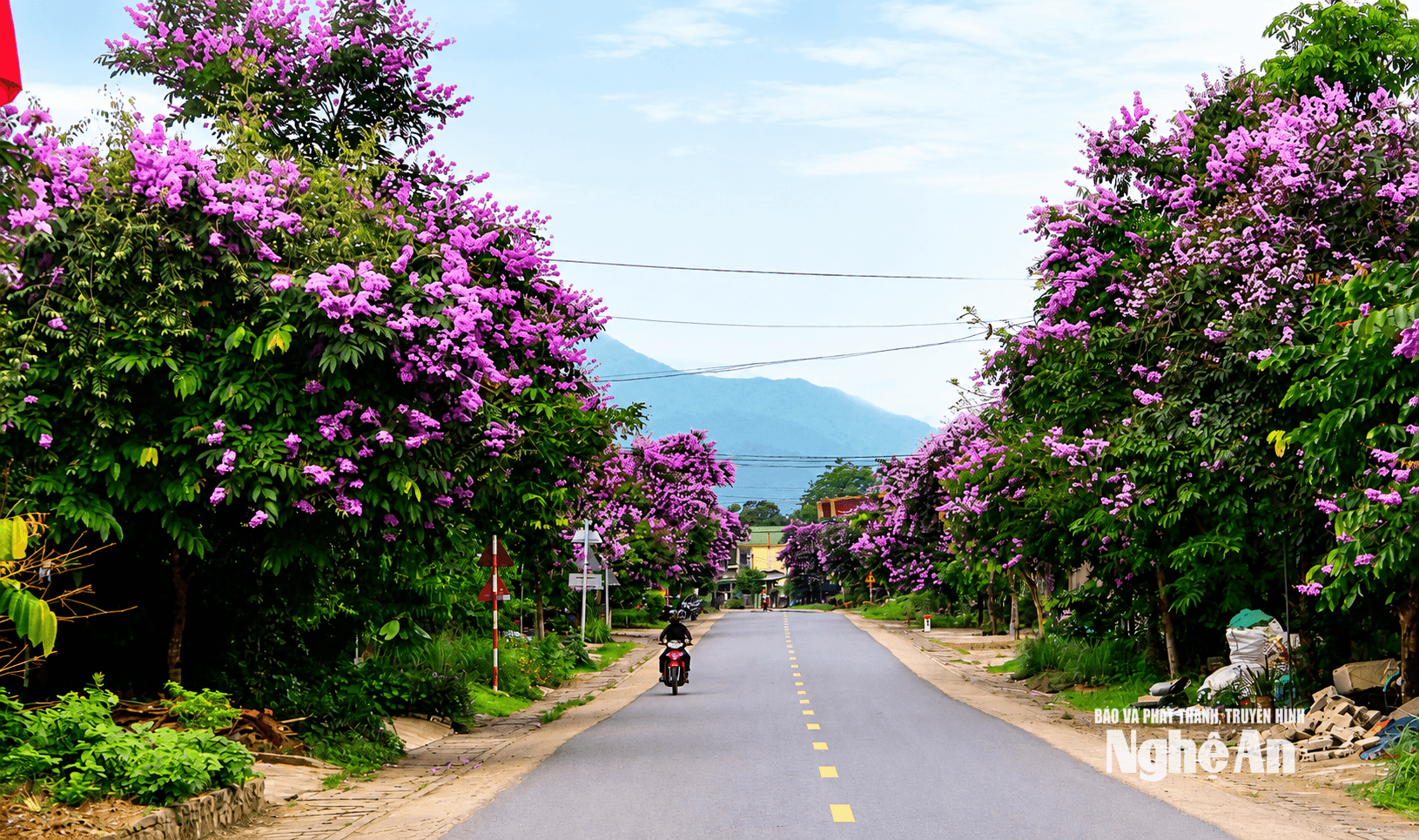 đường hoa bằng lăng