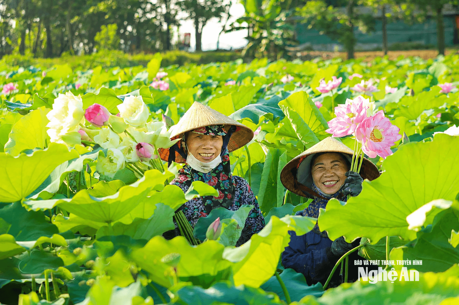 Nhiều bna_sản phẩm OCOP từ sen đã được xã Kim Liên chú trọng xây dựng. Ảnh Quang An (1)