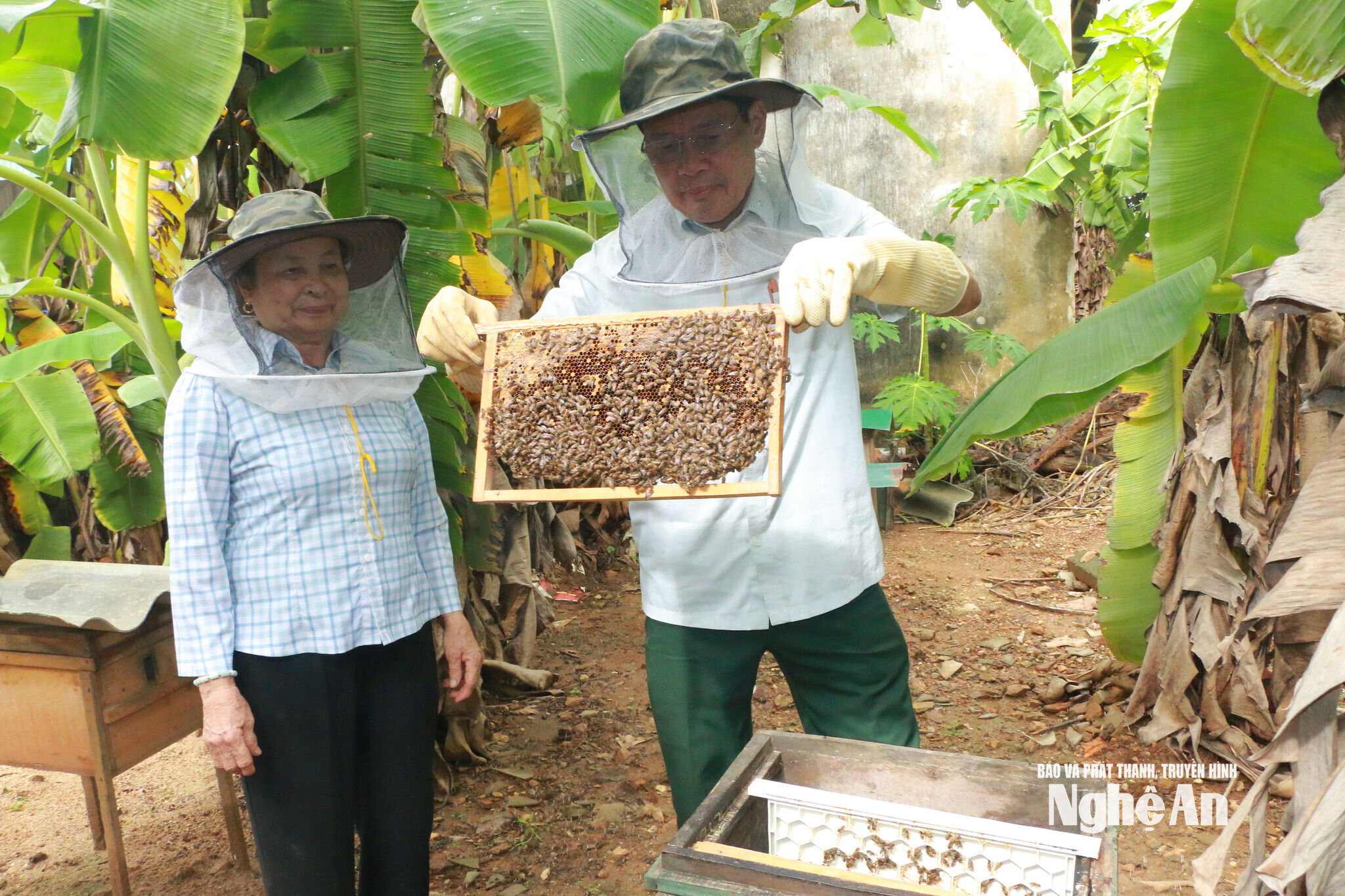 Nuôi ong mật đem lại cho vợ chồg ông Nguyễn Nhữ Nhung thu nhập ổn định2