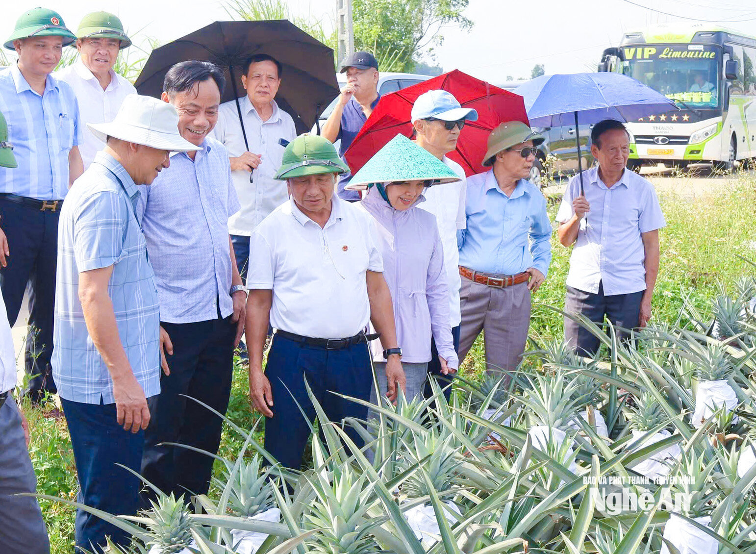 Các cấp, ngành đánh giá mô hình nhân rộng cây dứa tại xã Quỳnh Thắng