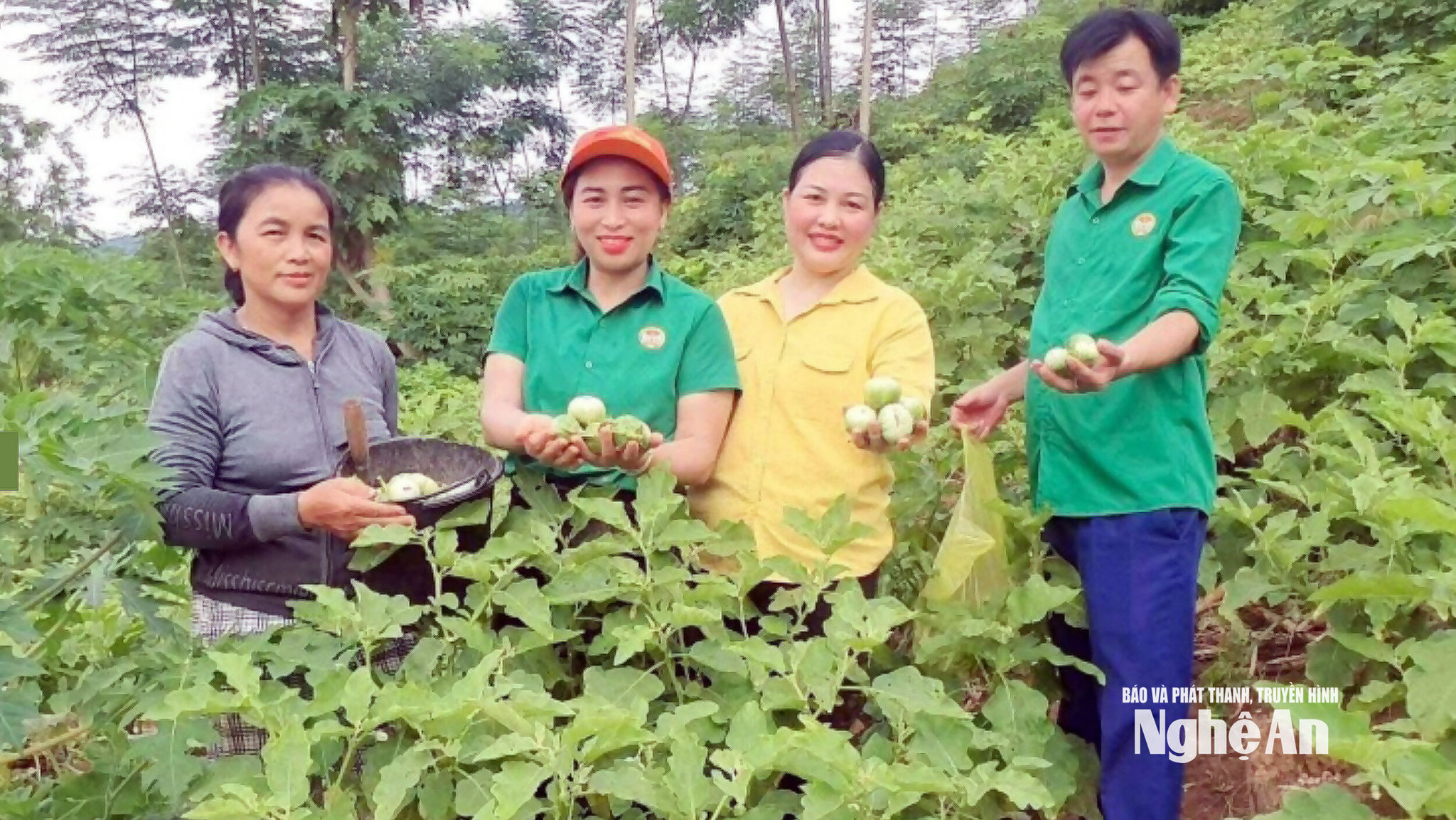 Bà con nông dân cùng cán bộ Mặt trận Tổ quốc và các tổ chức chính trị - xã hội xã Tương Dương tổ chức livestream bán cà Khe Ngậu ngay tại nương. Ảnh: Thanh Phúc