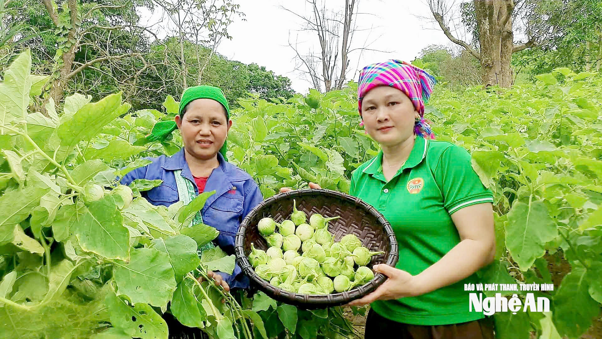 Được mùa, quả cà to, đẹp, chất lượng vượt trội song giá bán giảm mạnh. Ảnh Vân Anh (Hội Nông dân xã Tương Dương)