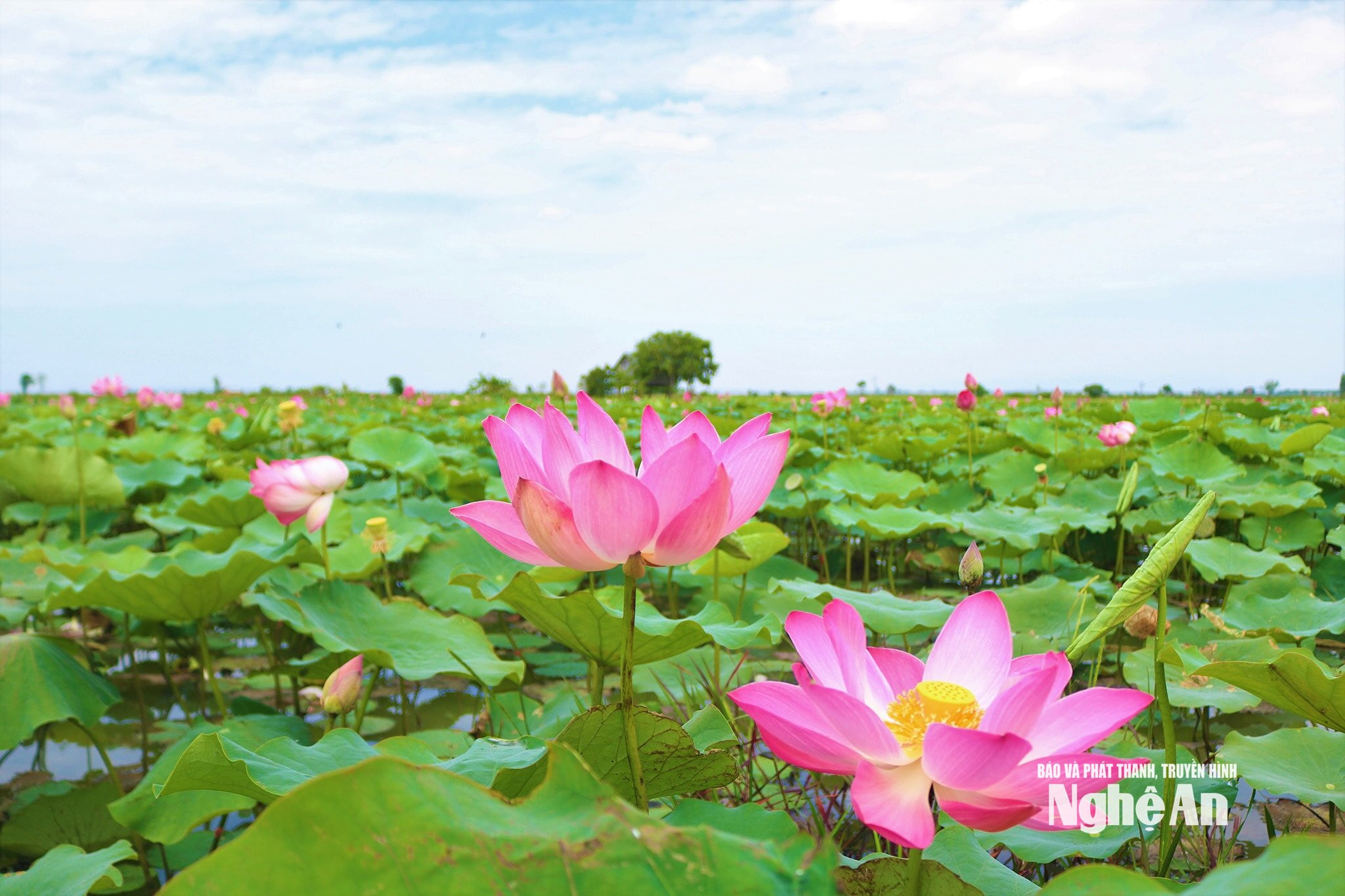 hoa-sen-cua-lang-sen-que-bac-mang-ve-dep-thanh-tao-cuon-hut.-anh-pv.jpg