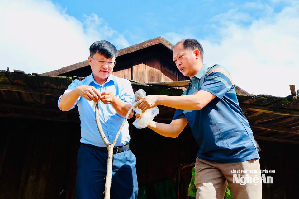 Lãnh đạo xã Nhôn Mai tham gia bảo tồn, nhân giống đào cổ ở bản Mông Huồi Cọ. Ảnh GH
