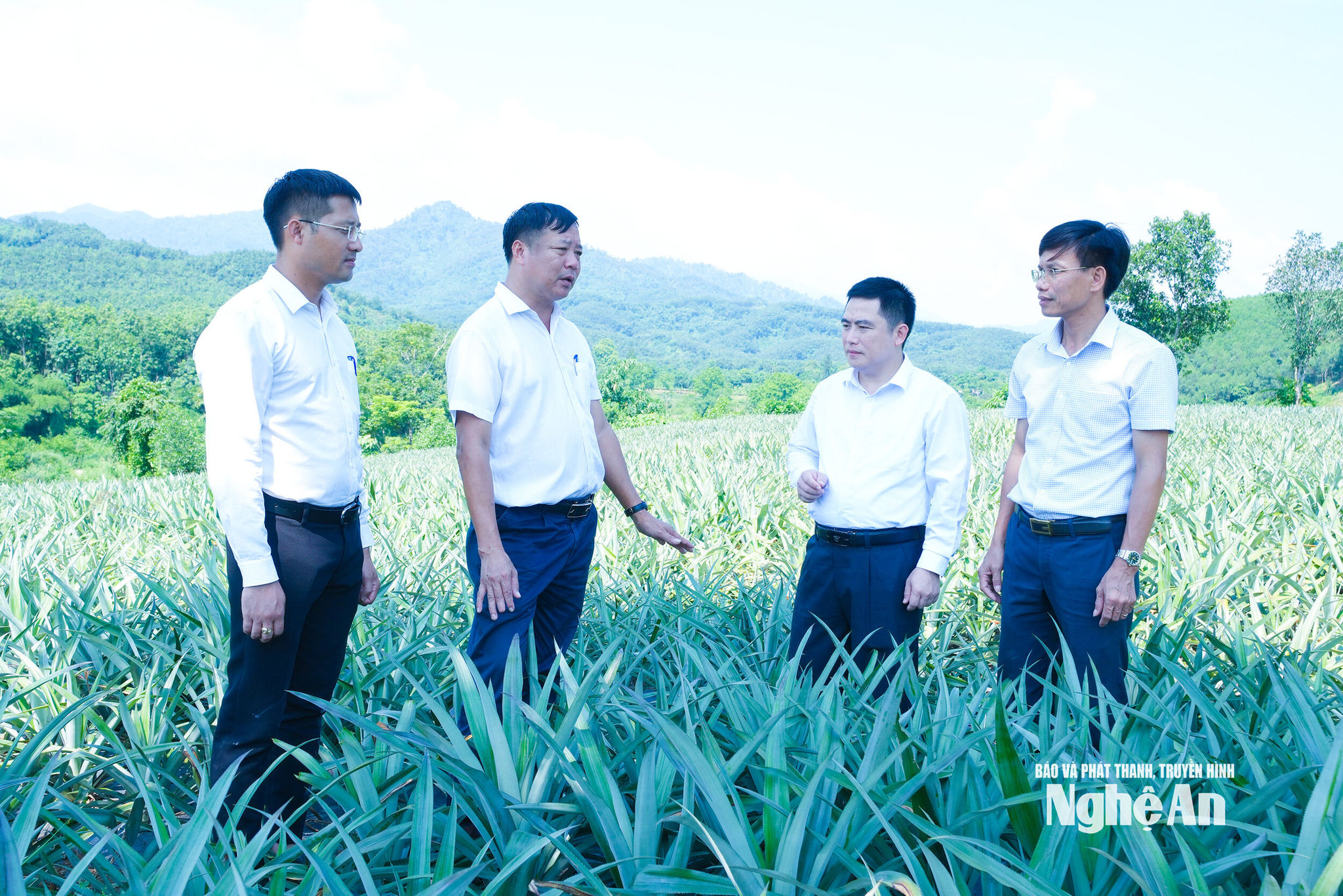 bna_ Cán bộ xã Hạnh Lâm kiểm tra mô hình cây dứa được trồng tại địa phương. Ảnh Mai Hoa,