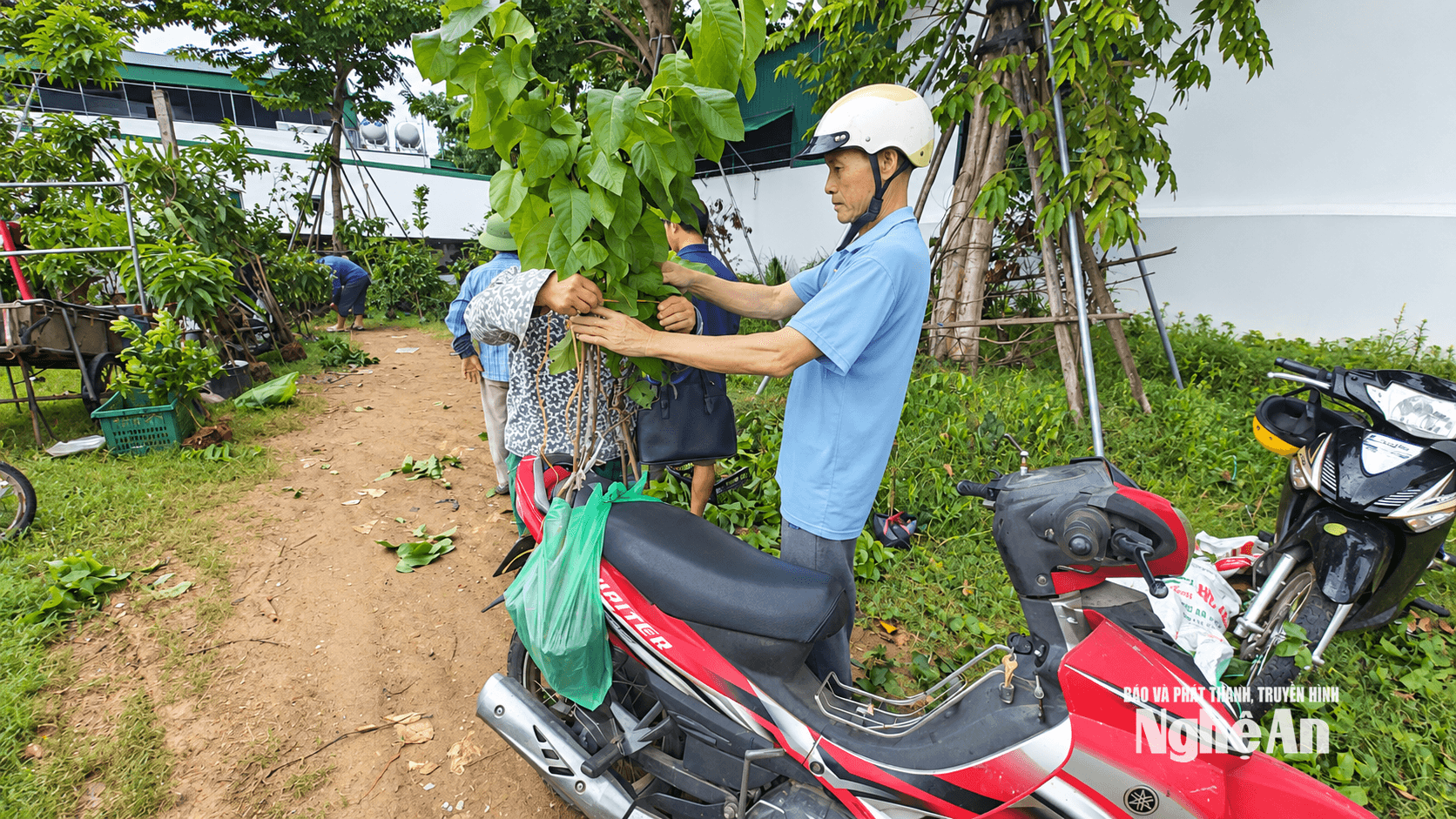giong 4 (2)