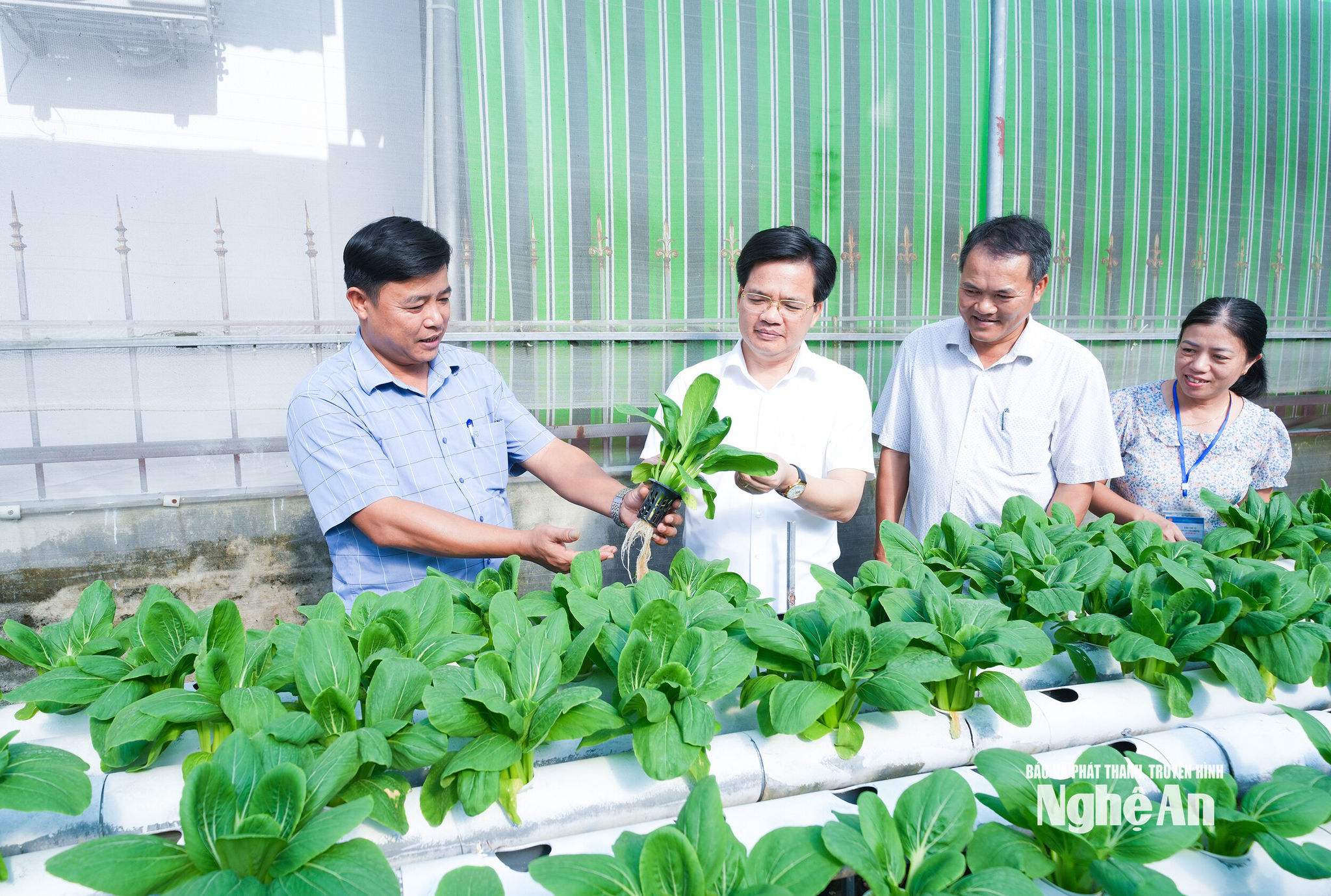  Cán bộ xã Đức Châu khảo sát mô hình trồng rau thuỷ canh trên địa bàn. Ảnh Mai Hoa