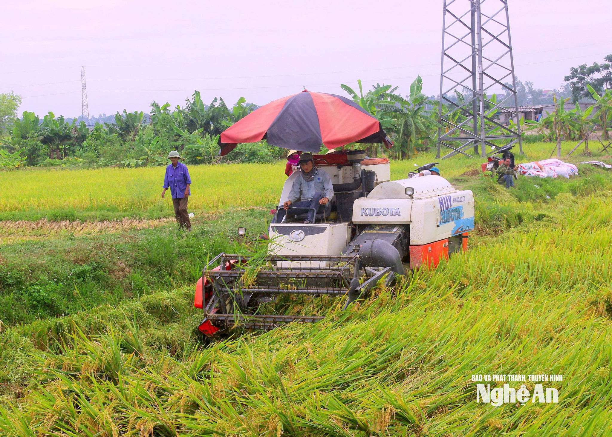 Nghệ An chỉ đạo các địa phương nhanh chóng hoàn thành thu hoạch lúa hè thu. Ảnh: Q.A