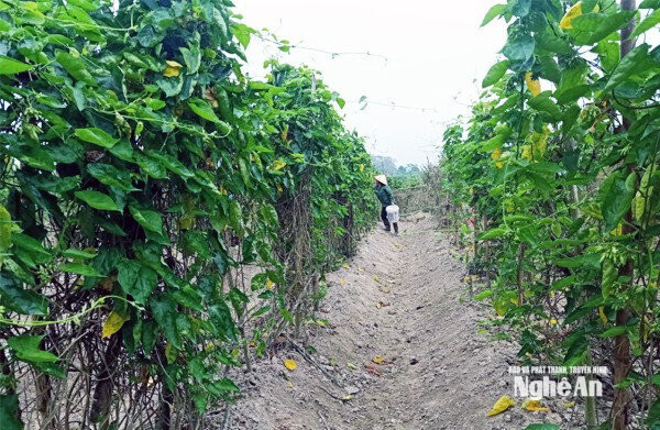 Hoa Thiên lý là loại cây mang lại thu nhập cao ở xóm Đại Cường. Ảnh PG