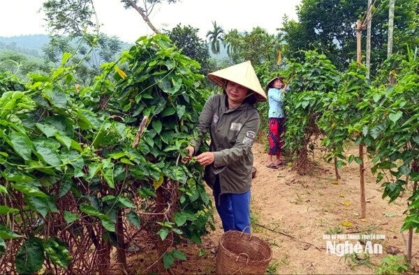Hoa Thiên lý là loại cây mang lại thu nhập cao ở xóm Đại Cường. Ảnh PG2