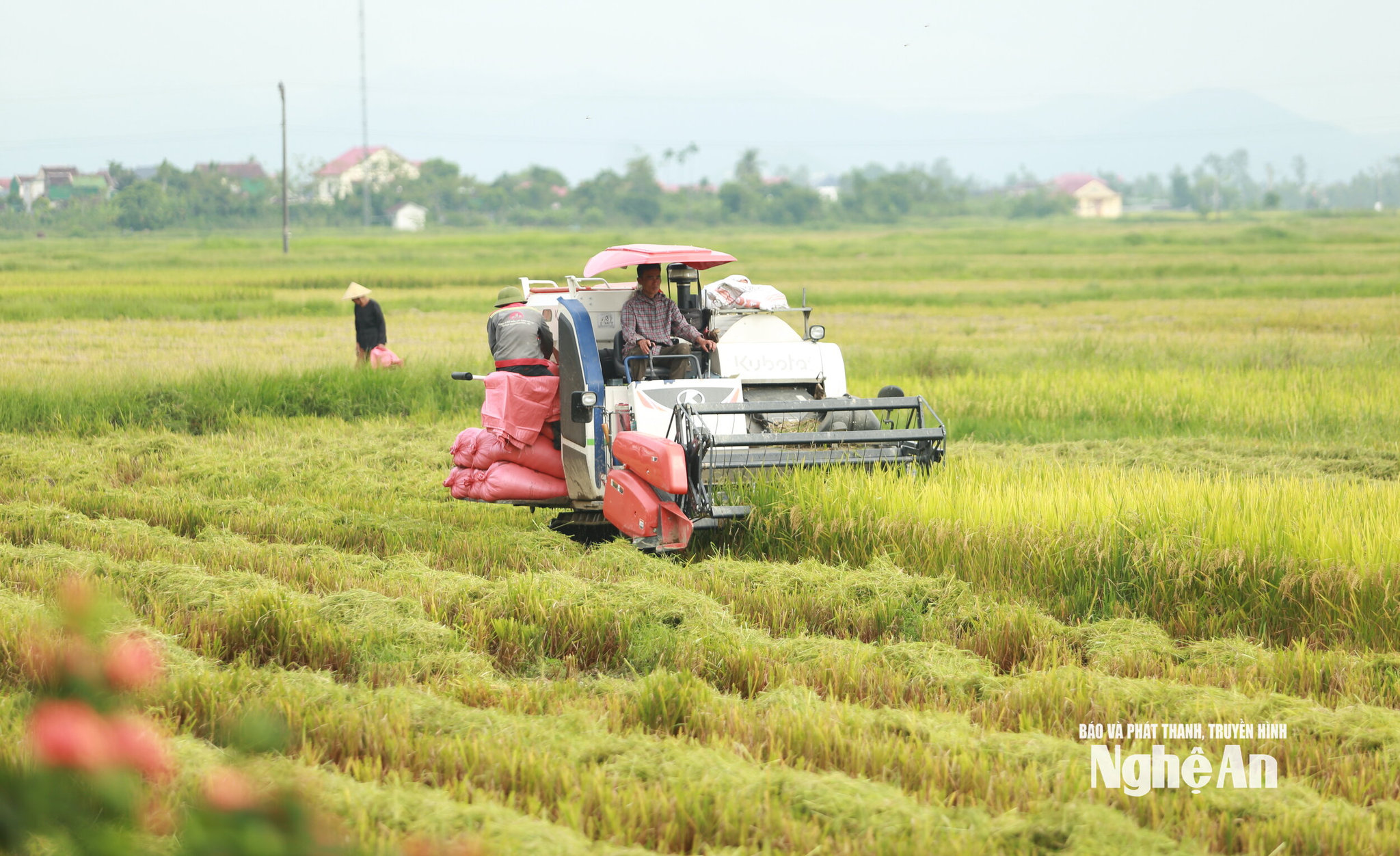 Người dân hối hả thu hoạch vụ Hè Thu. Ảnh: V.H