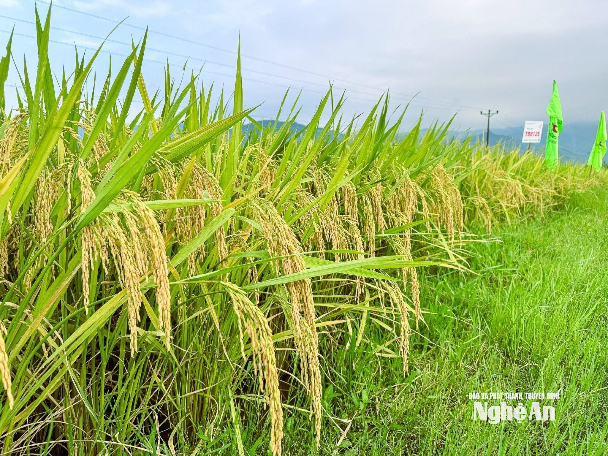 Cây lúa phát triển đồng đều, thân cứng, lá đứng, bông sáng. Ảnh: V.