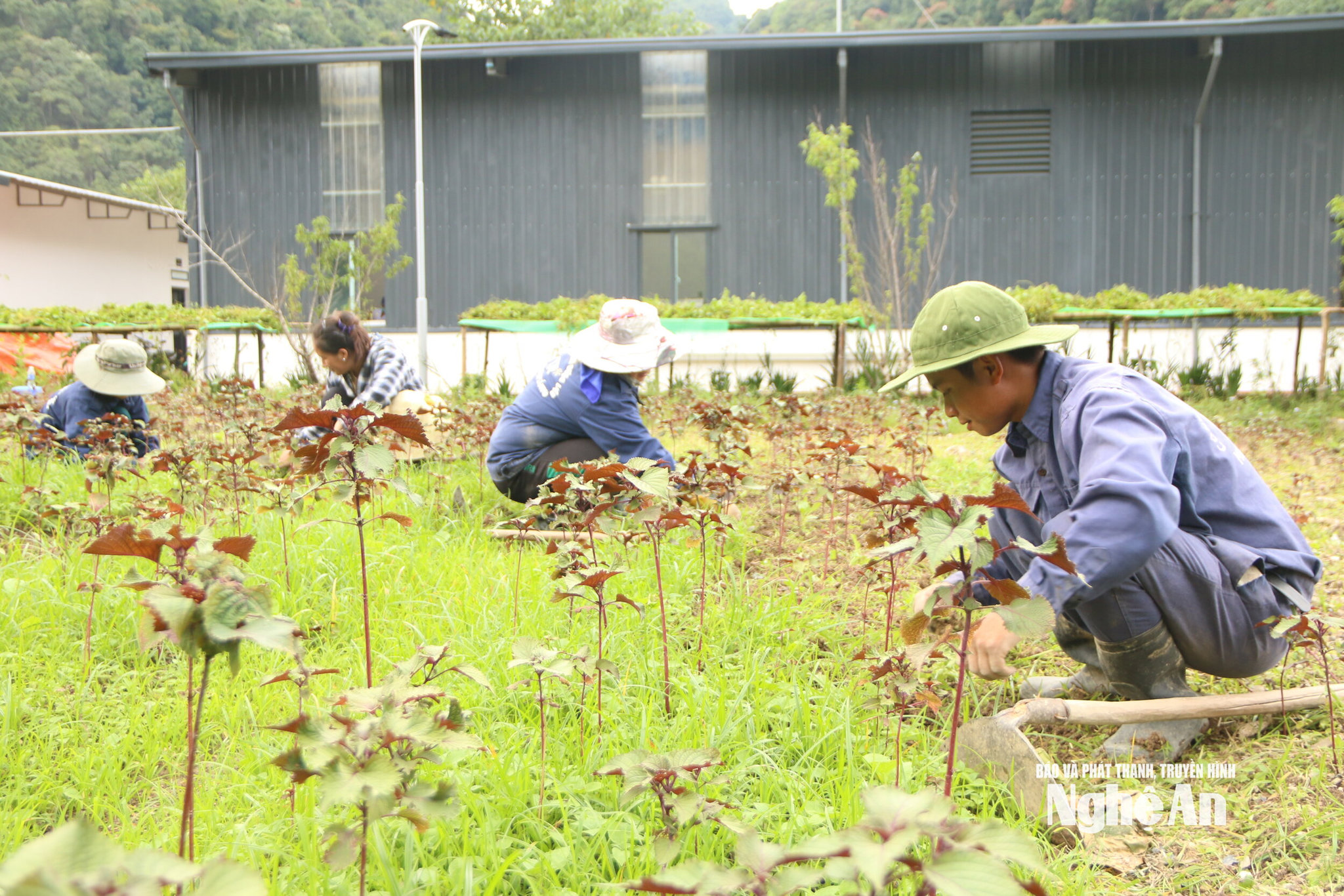 Công nhân chăm sóc cây dược liệu