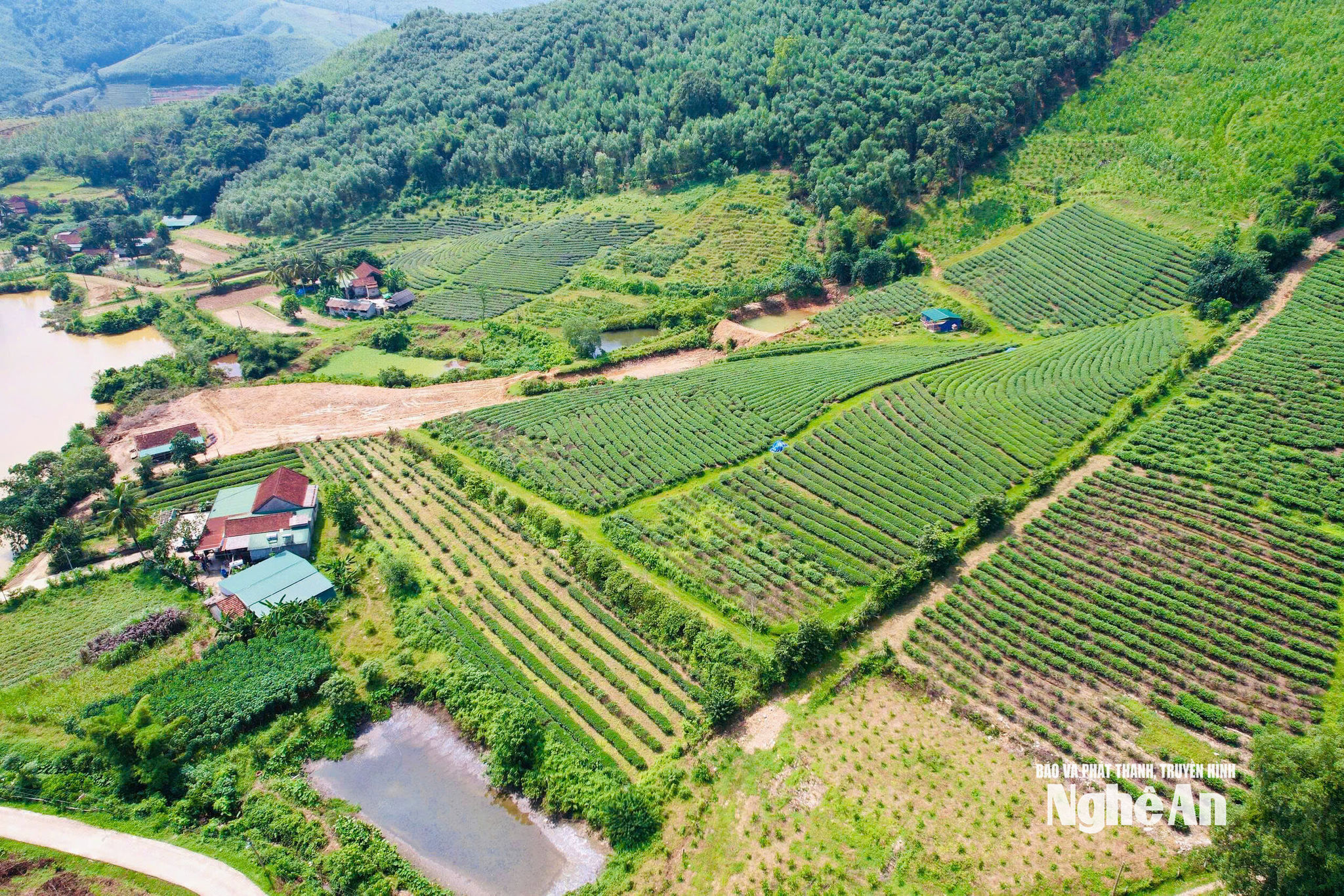 Vùng trồng chè thôn Thủy Phong, xã Kim Bảng. Ảnh: Võ Hải