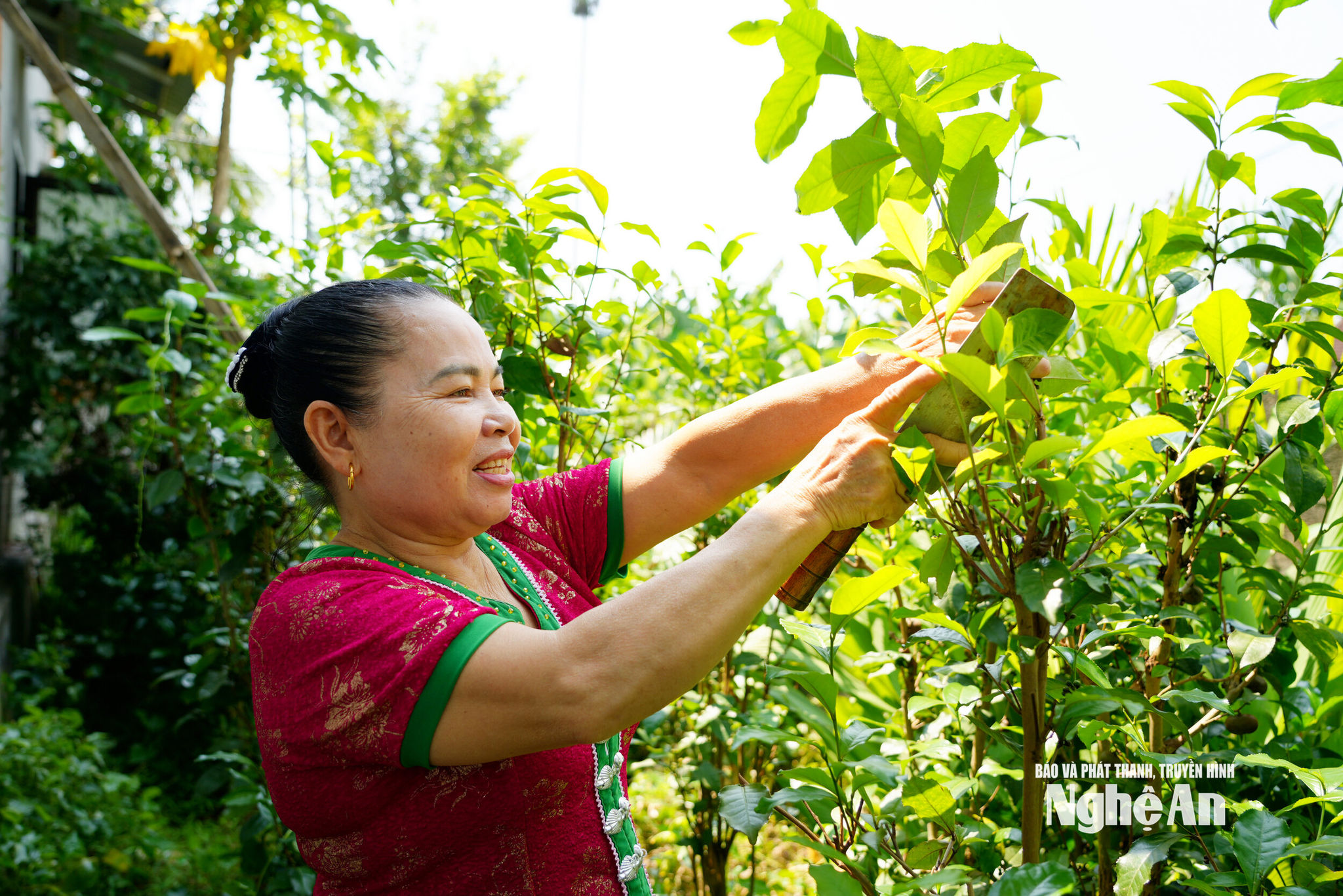 Bà Sầm Thị Nhất ở xóm Đại Cường cắt chè về làm chè đâm. Ảnh TP