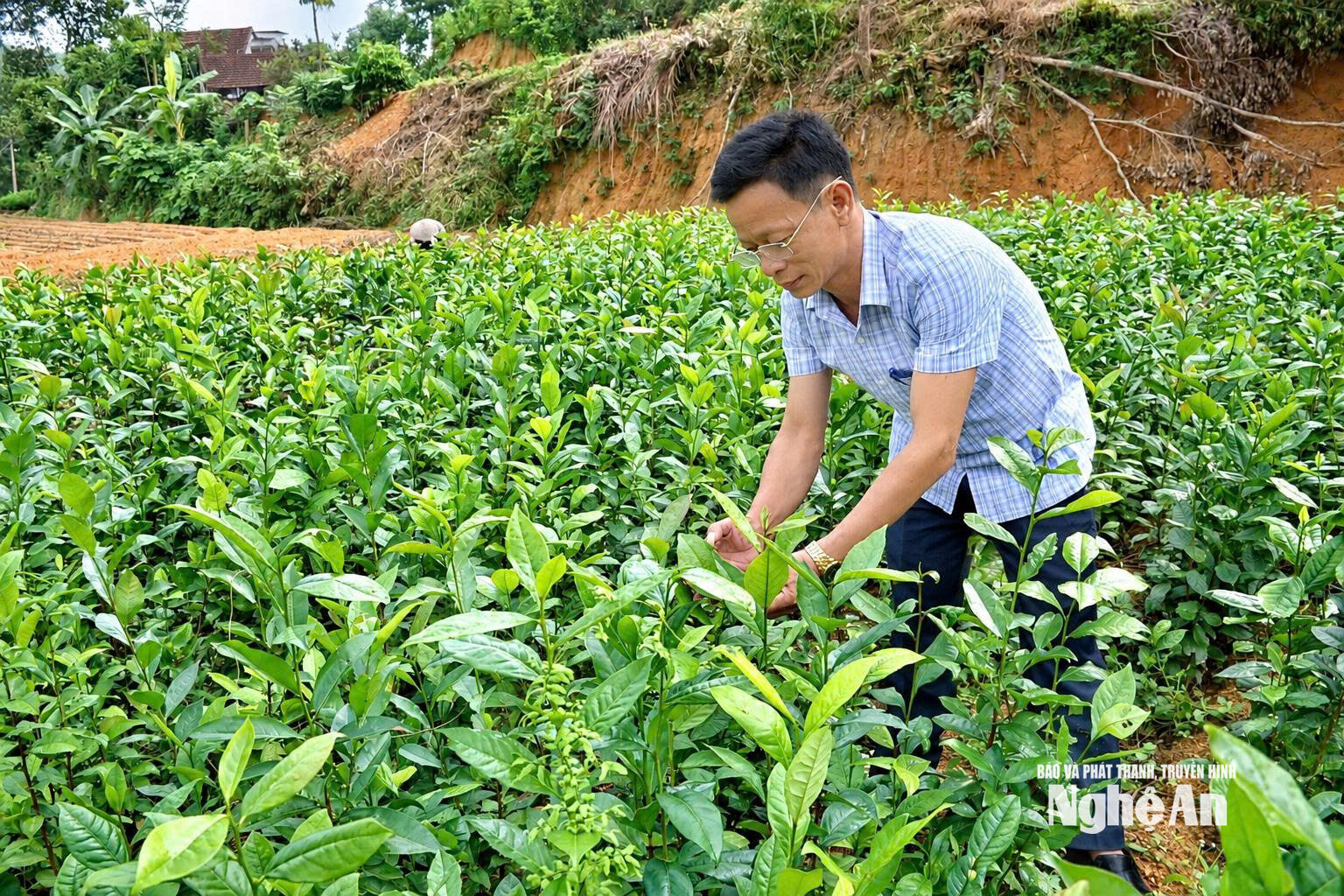  Kiểm tra chè giống 