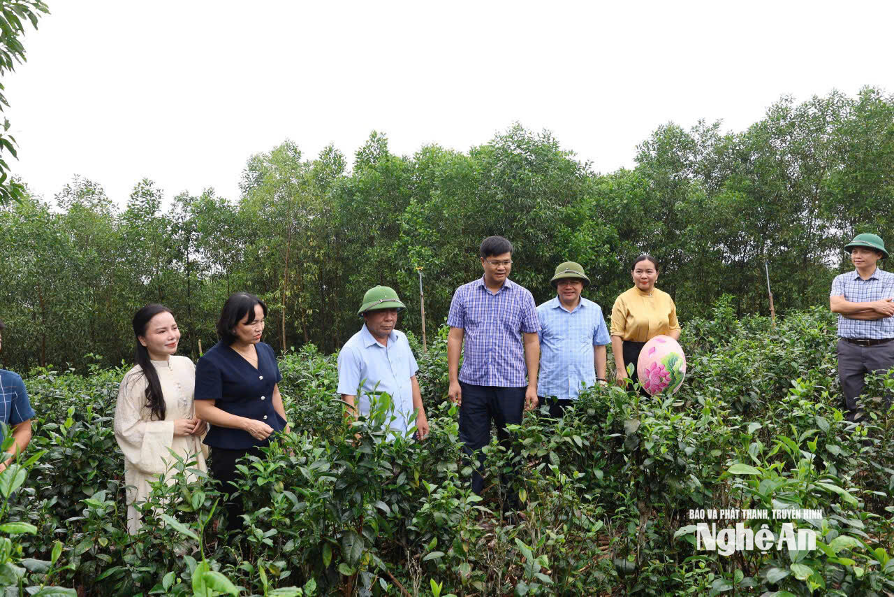  Lãnh đạo tỉnh thăm chè hữu cơ tại Cao Sơn