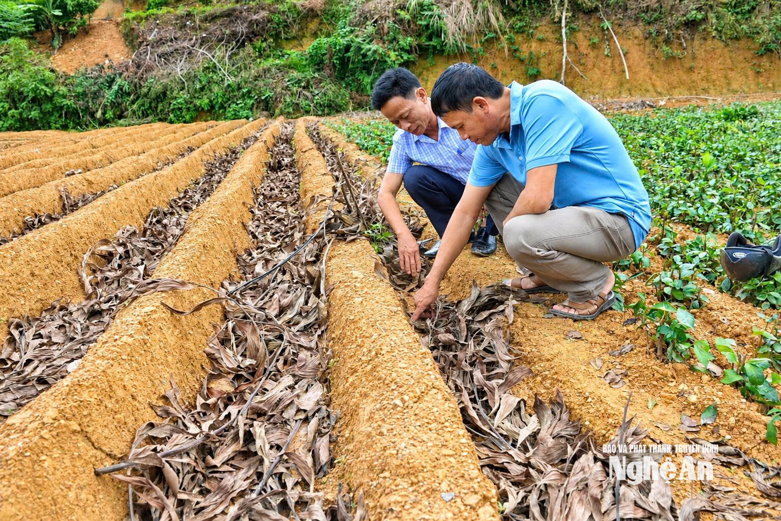  Ươm giống chè bằng hạt