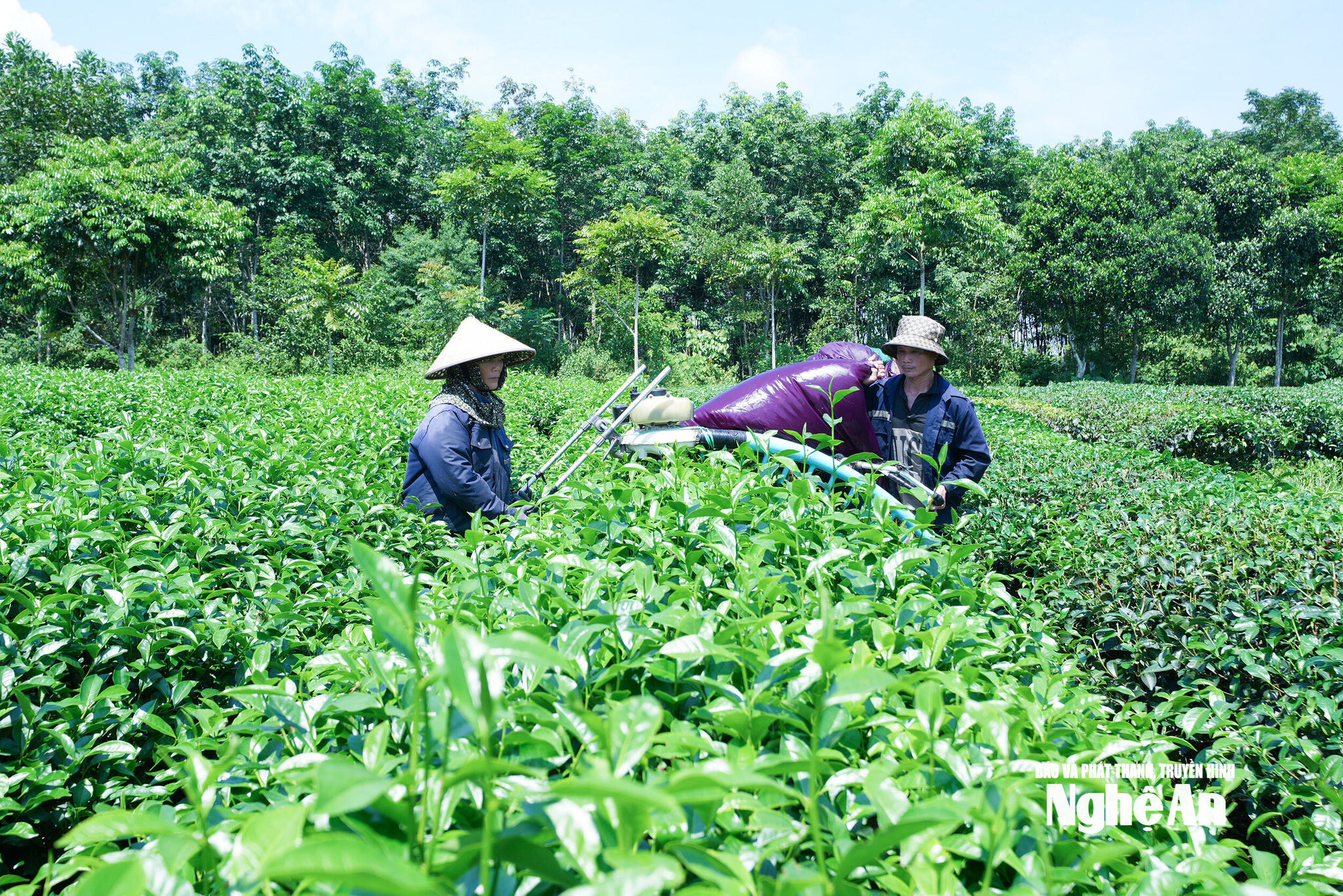 Vùng chè Hạnh Lâm