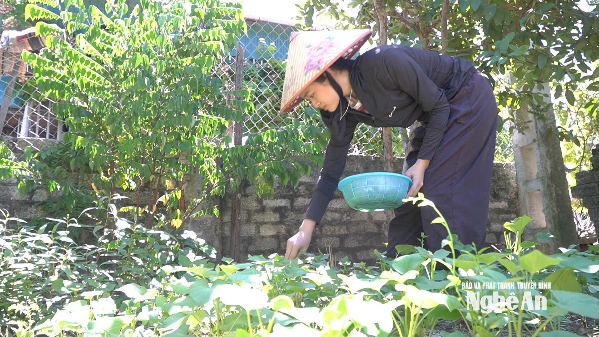 Chị Trang tranh thủ trồng rau cải thiện bữa ăn cho 3 mẹ con