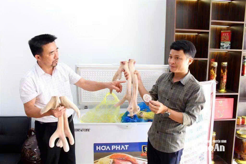 Sản phẩm Nhung hươu tươi được người tiêu dùng ưa chuộng. Ảnh CSCC