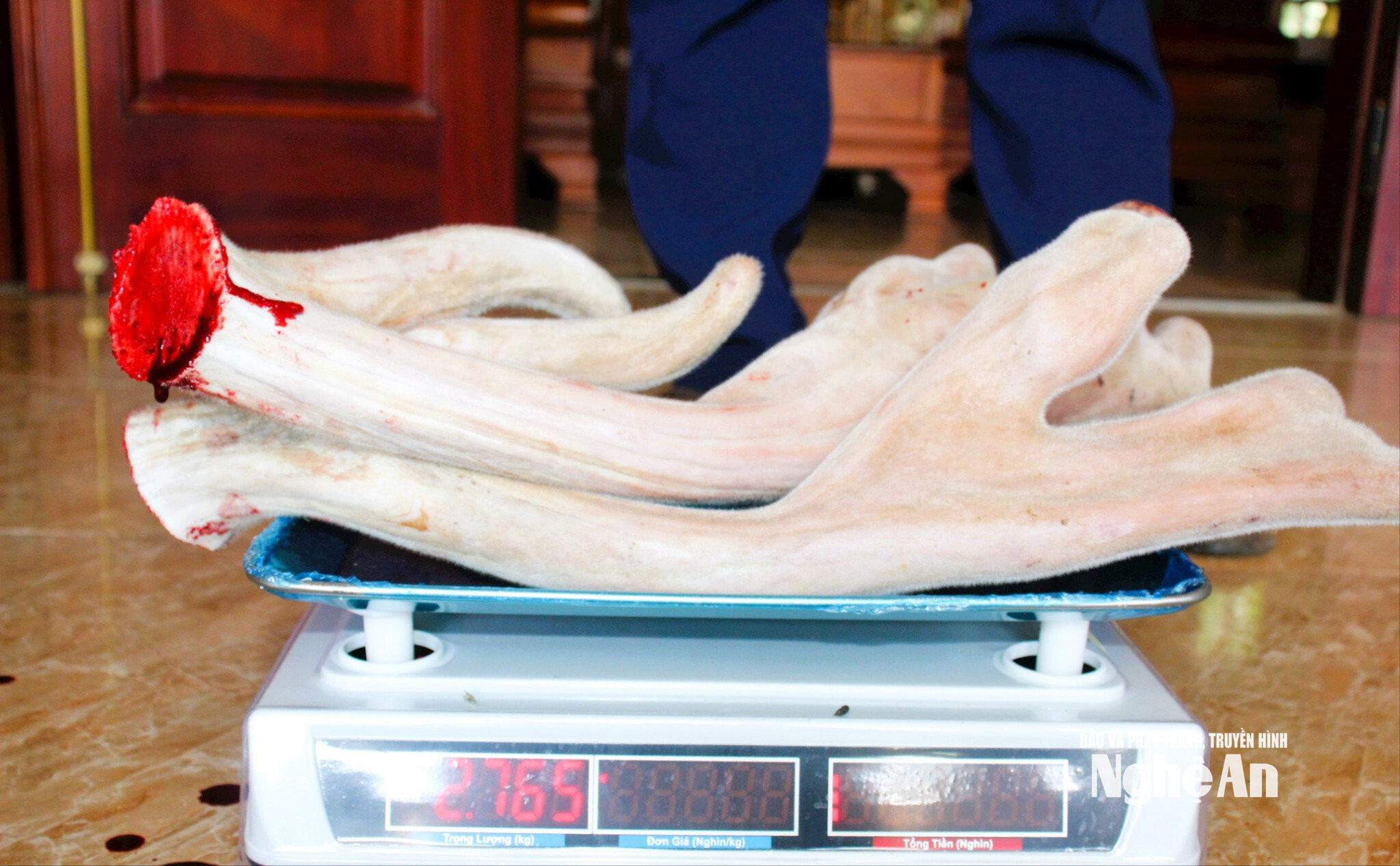 Sản phẩm nhung hươu tươi được thị trường ưa chuộng. Ảnh Thanh toàn