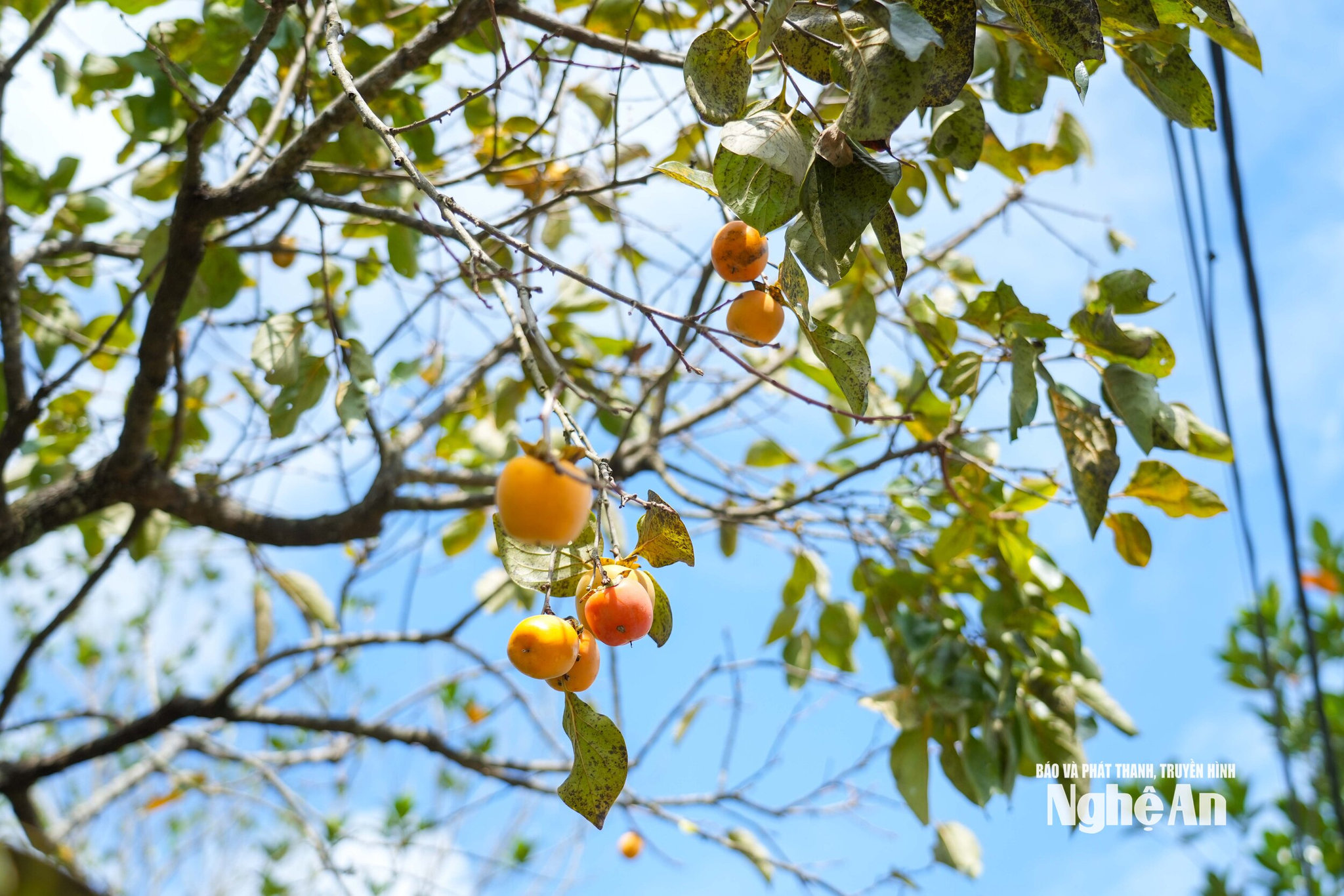 Những cành hồng chỉ lác đác vài quả dù đang vào chính vụ thu hoạch. Ảnh: Đình Tuyên
