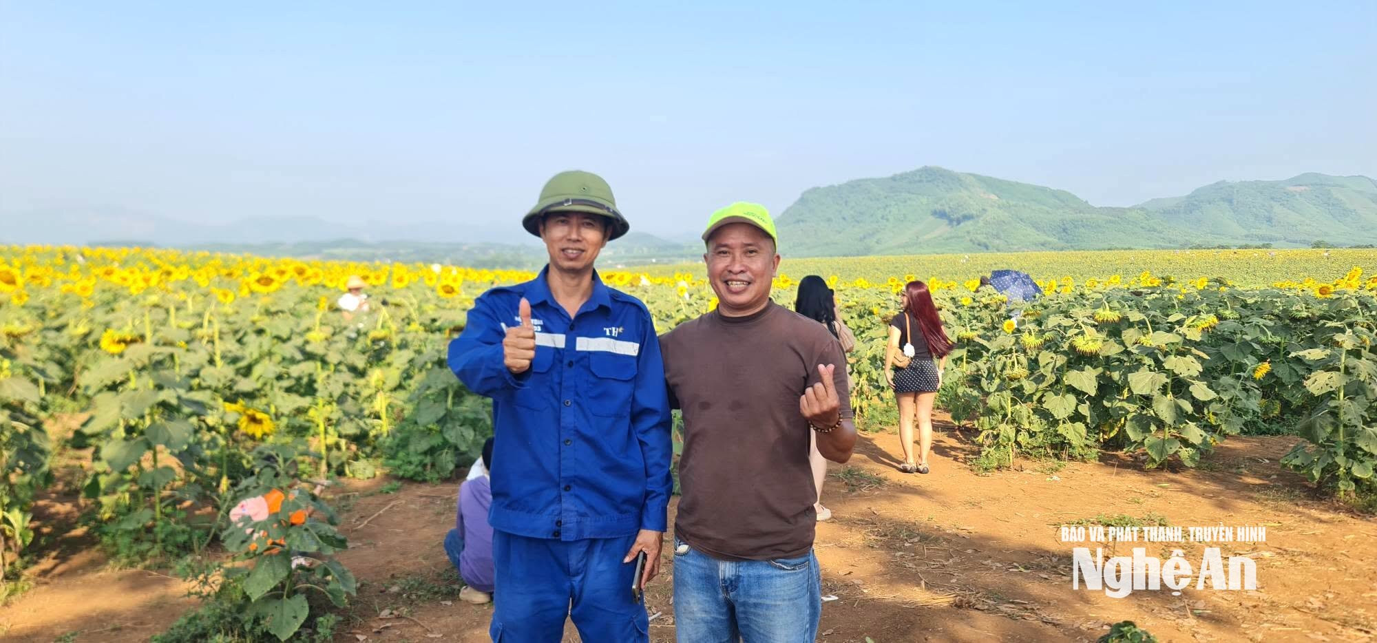 đồi hoa hướng dương Ảnh Đức Thiện00009