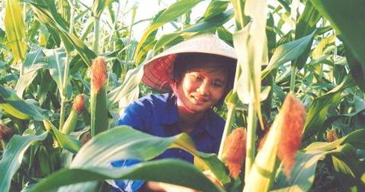 Chăm sóc cây ngô giai đoạn sắp thu hoạch
