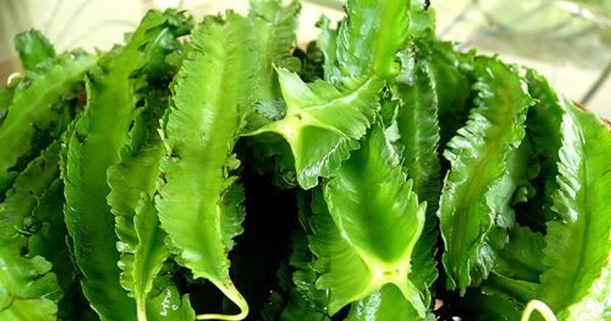 Xương rồng chữa đau răng hiệu quả