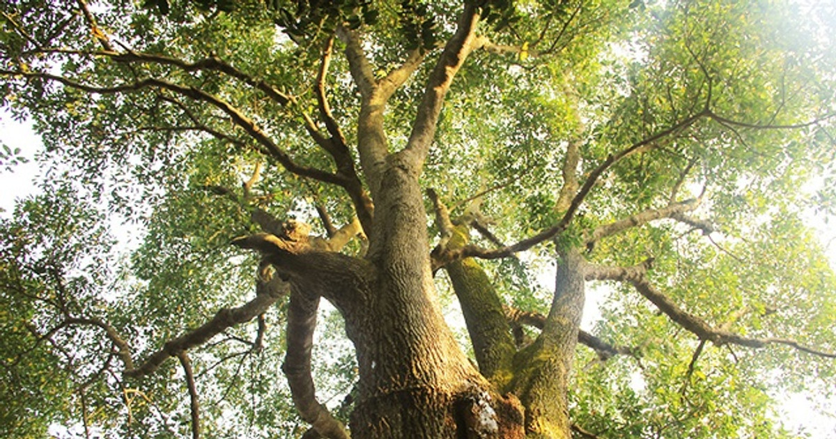 A cluster of nearly 700-year-old ancient trees in the temple grounds in ...