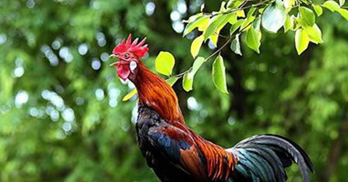 Ý nghĩa hình tượng con gà và những món quà ấn tượng năm 2017