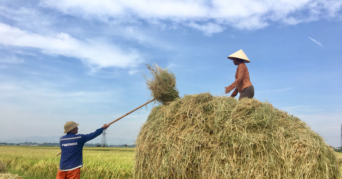 Sáng tạo trong phơi rơm và dùng rơm của nông dân Đô Lương