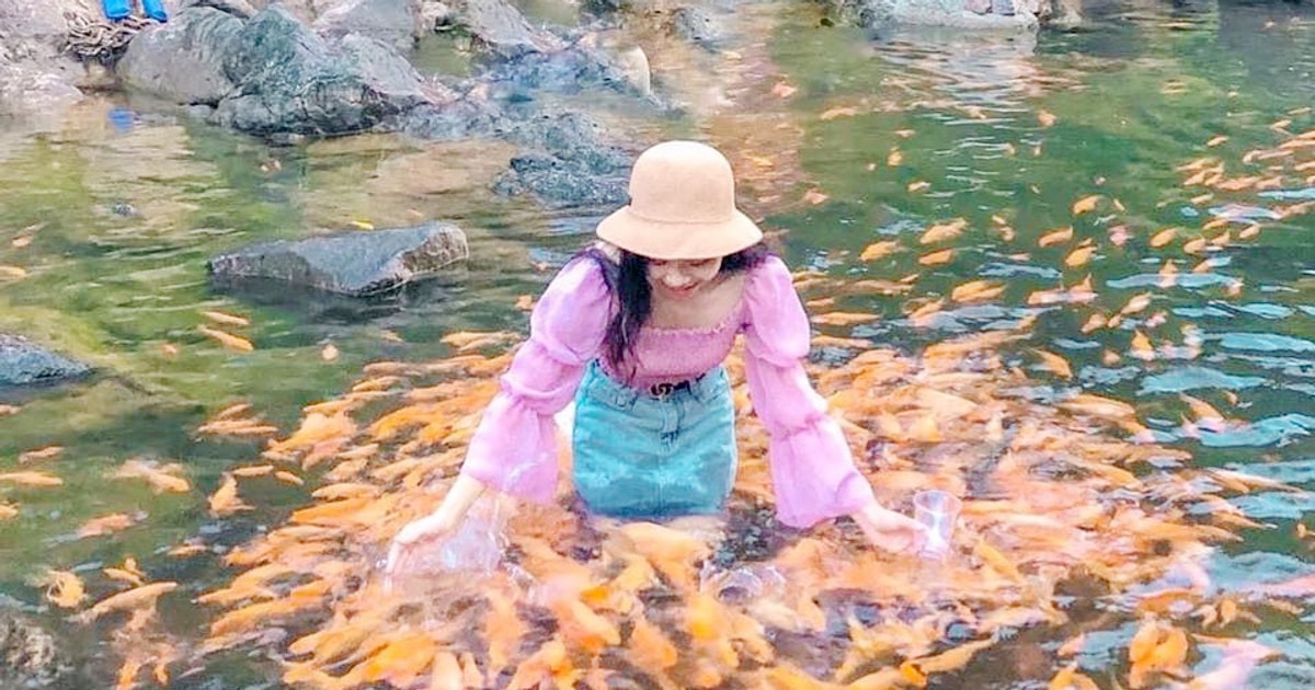 Suối cá vàng Khe Tọ ở Nghệ An Suối cá vàng Khe Tọ ở Nghệ An