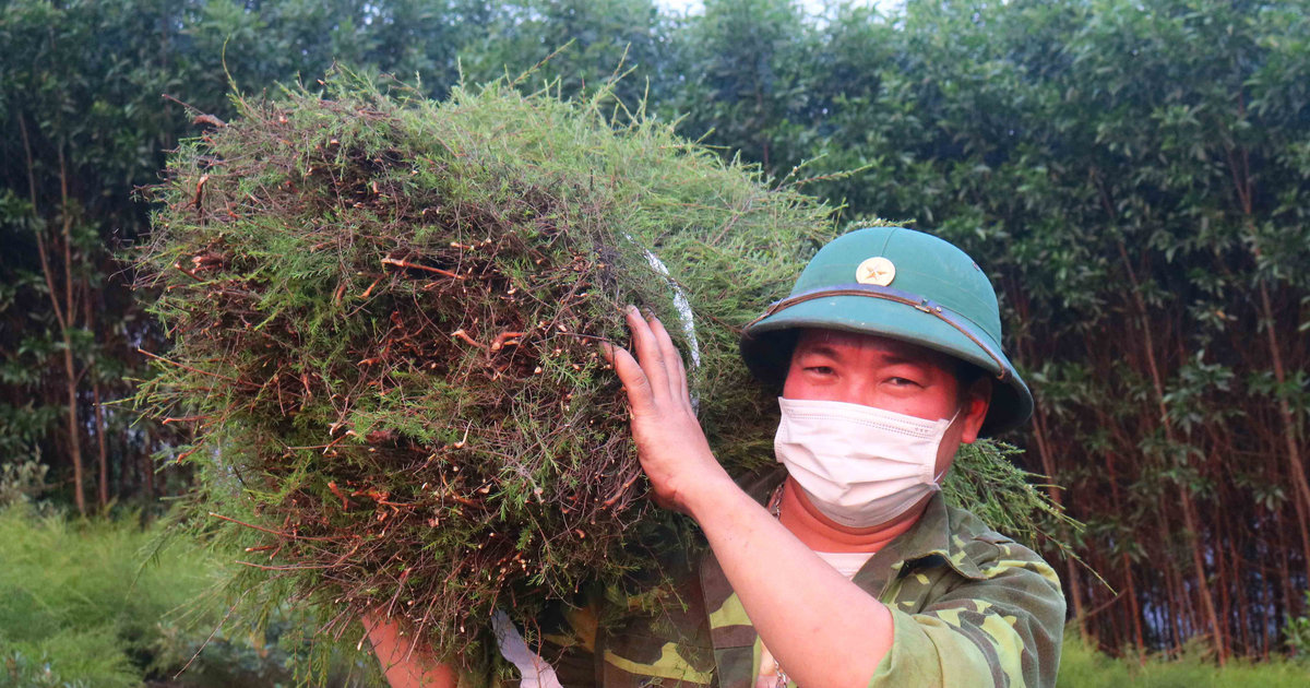 Nông dân Nghệ An thu bộn tiền từ cây rành rành