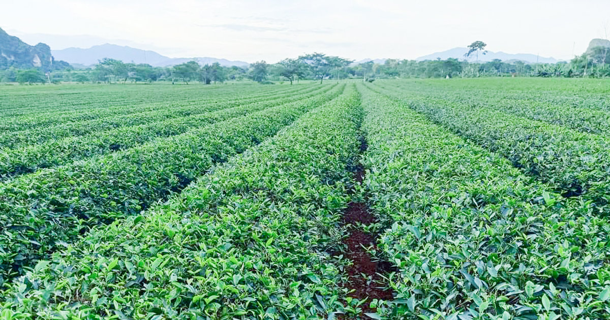 Sau đợt mưa vàng ở Nghệ An, cây lúa, cây chè hồi xanh