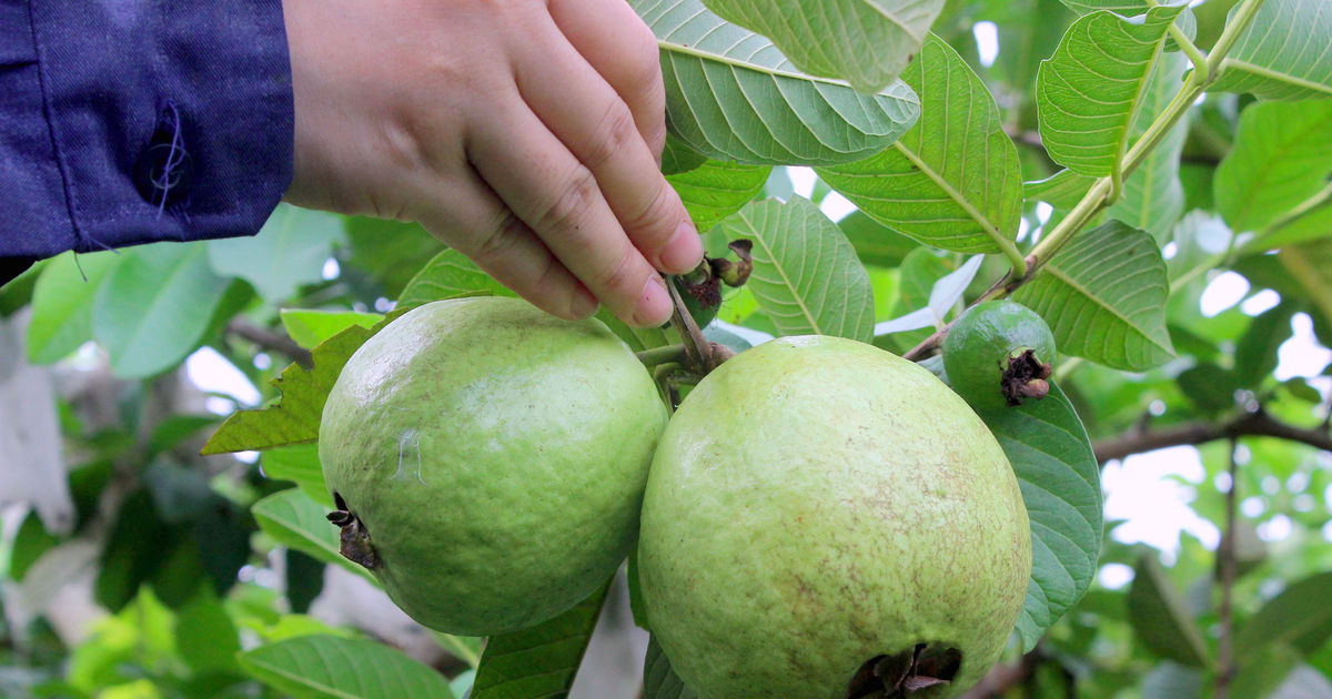 Đặc sản ổi Nghĩa Đàn loay hoay đầu ra