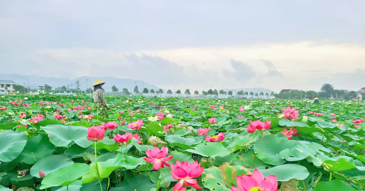 Busy farmers in President Ho Chi Minh 's hometown during the lotus season