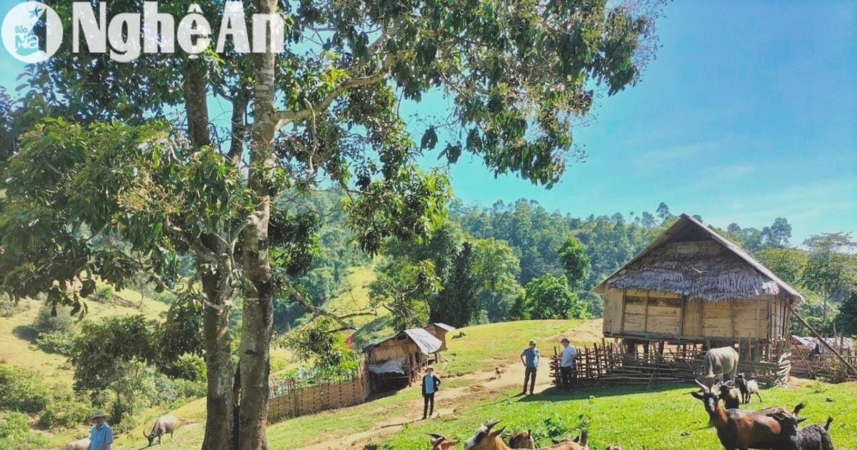 Quế Phong đẩy mạnh hỗ trợ nông dân phát triển mô hình sinh kế