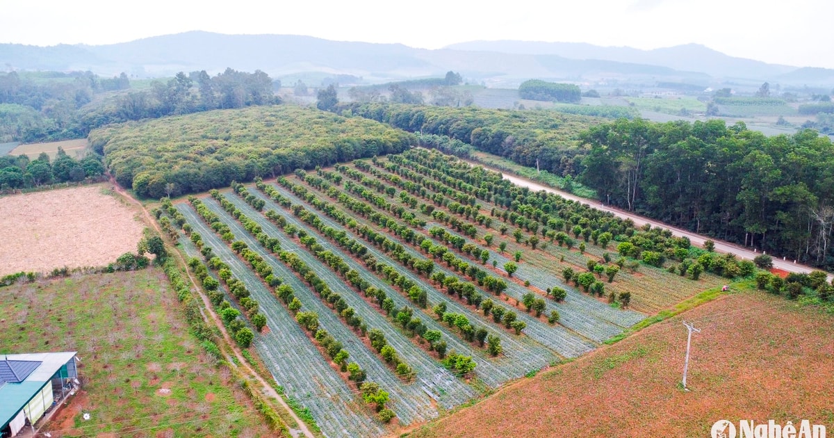 Ban quản lý dự án ngành Nông nghiệp Nghệ An bị phê bình vì nguy cơ dự án trọng điểm chậm tiến độ