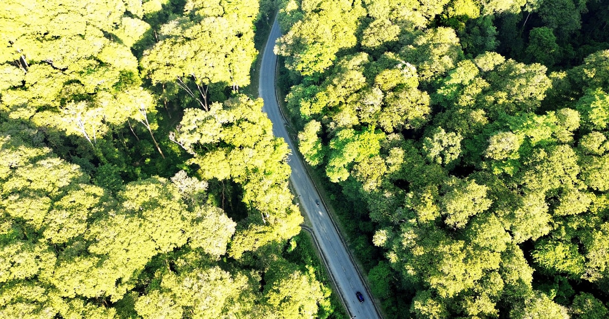 Những cánh rừng săng lẻ tuyệt đẹp ở miền Tây xứ Nghệ