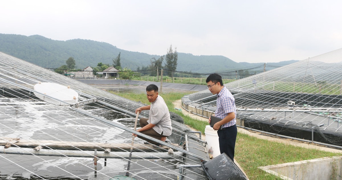 Người thuê lại đất trong khu nuôi trồng, sản xuất, chế biến nông, lâm, thủy sản tập trung có quyền và nghĩa vụ gì?