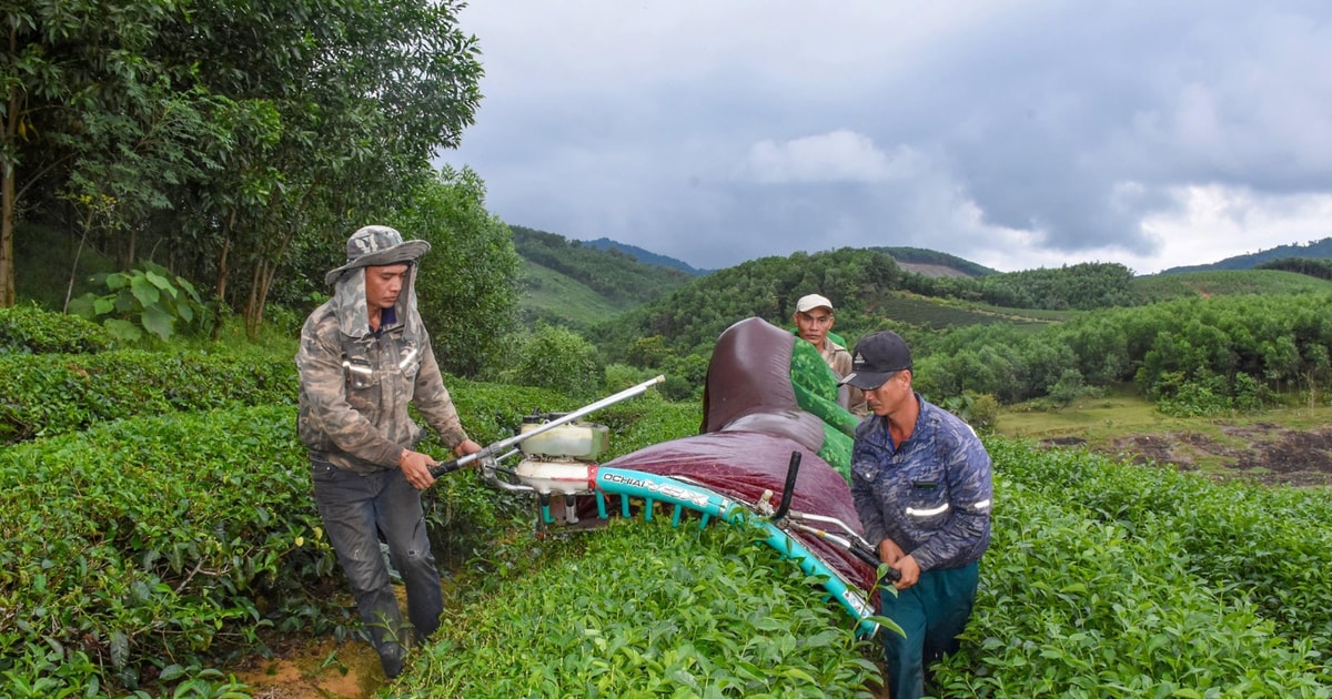 Cây chủ lực xóa nghèo ở khu tái định cư Ngọc Lâm (Thanh Chương)