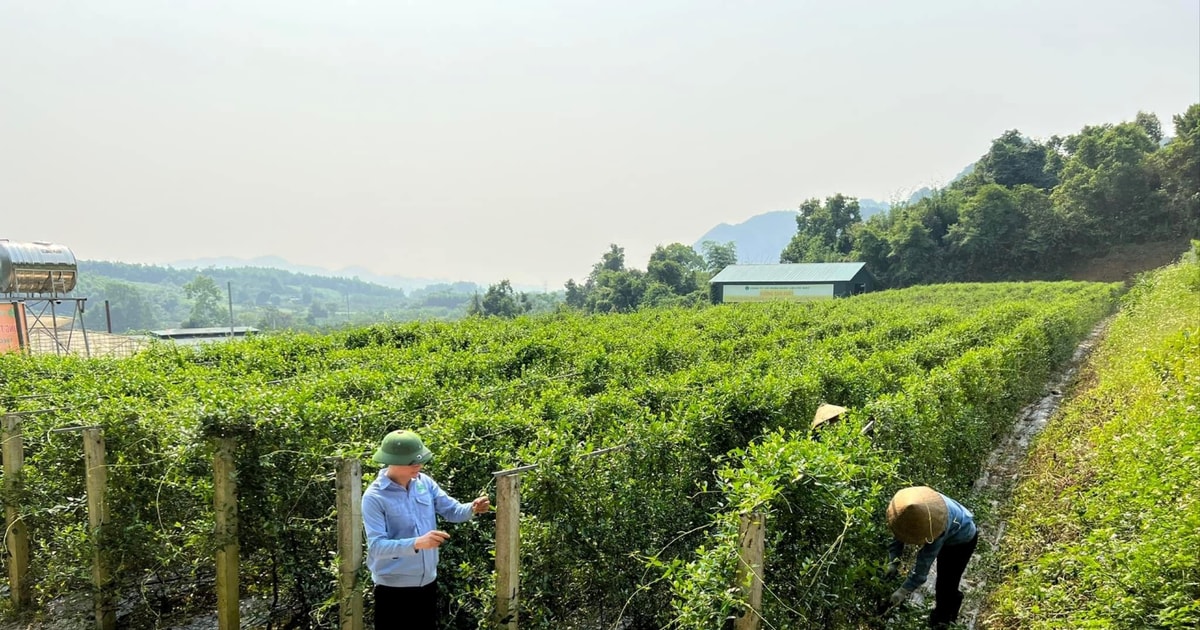 Các loại đất được sử dụng kết hợp đa mục đích là đất multiple-use land, đấtDual-use land, Bồi xạ, Đất kép, Đất lưỡng dụng.